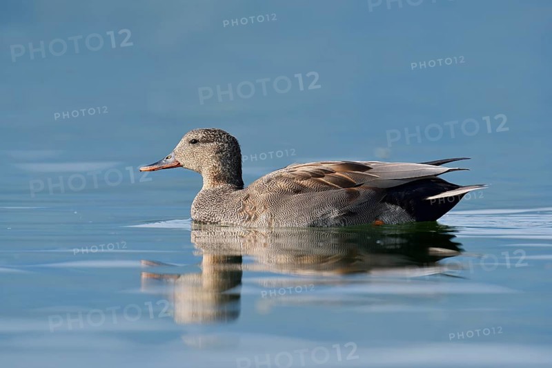 Gadwall (Mareca strepera), drake swimming, Lake Constance, Baden-Württemberg, Germany