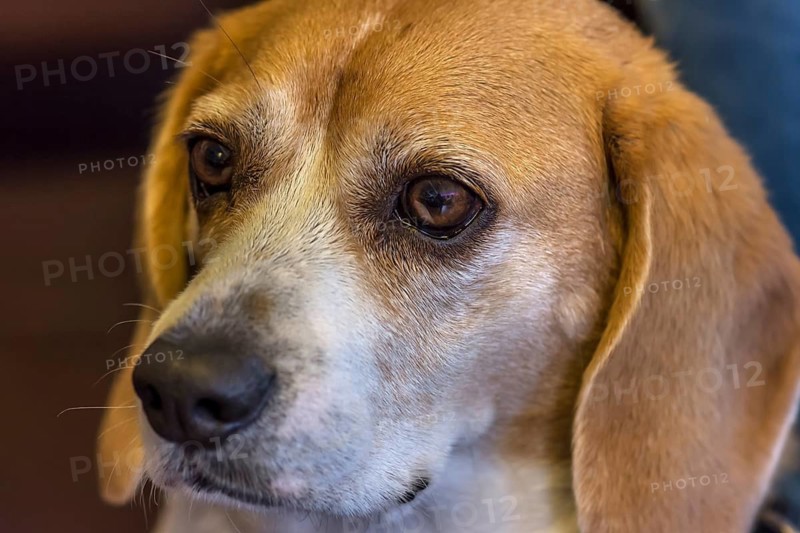 Portrait of a beagle, Baden-Württemberg, Germany