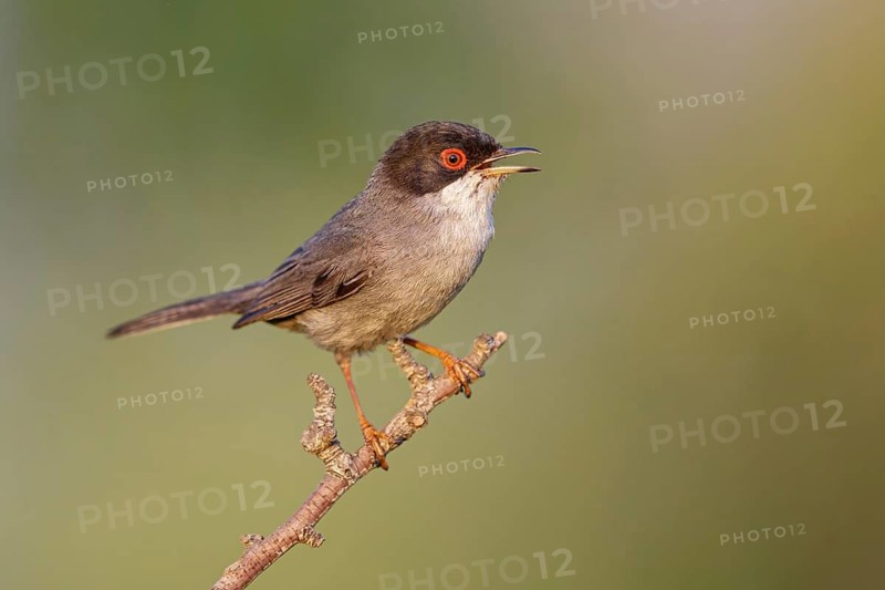 Velvet-headed warbler, (Sylvia melanocephala), warbler family, biotope, habitat, perch, foraging, Lesbos Island, Lesbos, Greece