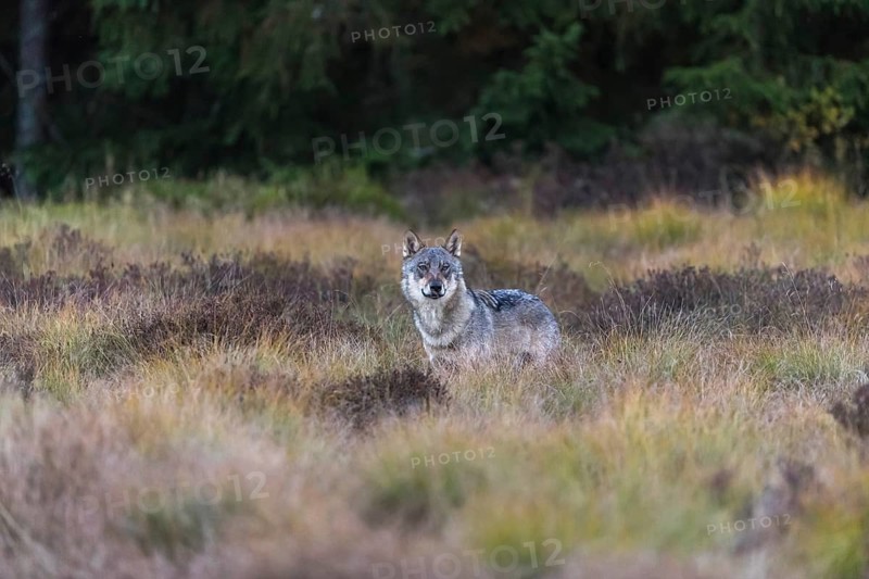 One young male eurasian gray wolf (Canis lupus lupus) running over a meadow with tall grass. A dark forest in the background