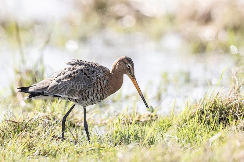 Black-tailed godwit (Limosa limosa), Lower Saxony, Germany