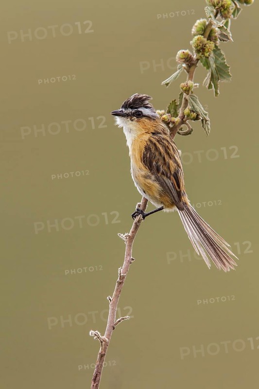Sharp-tailed Tyrant (Culicivora caudacuta) perched on a branch in the Atlantic rainforest of southeast Brazil