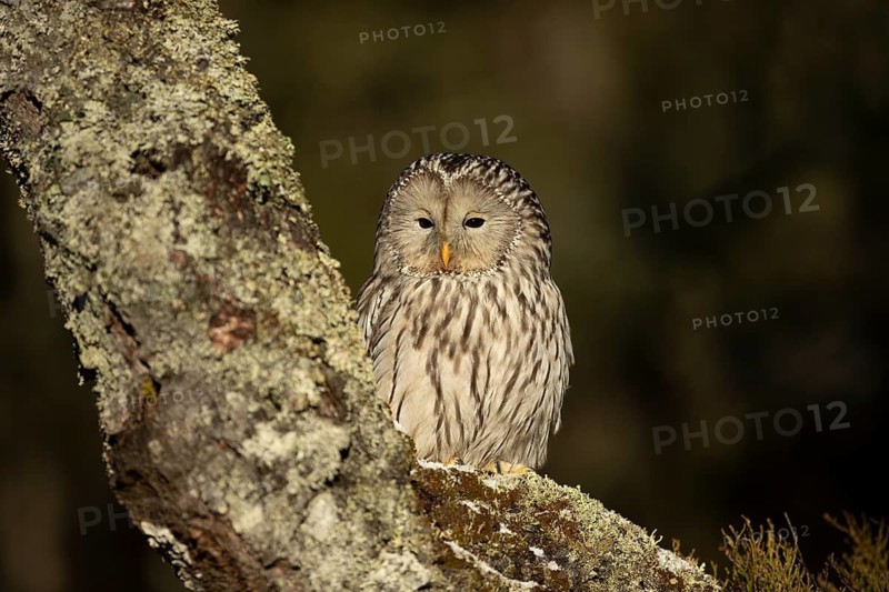 Ural Owl (Strix uralensis) captive, Bavaria, Germany