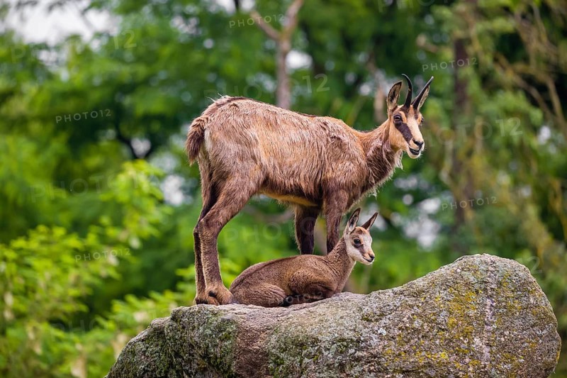 An adult female chamois (Rupicapra rupicapra) and her cub stand on a rock. A green forest is in the background