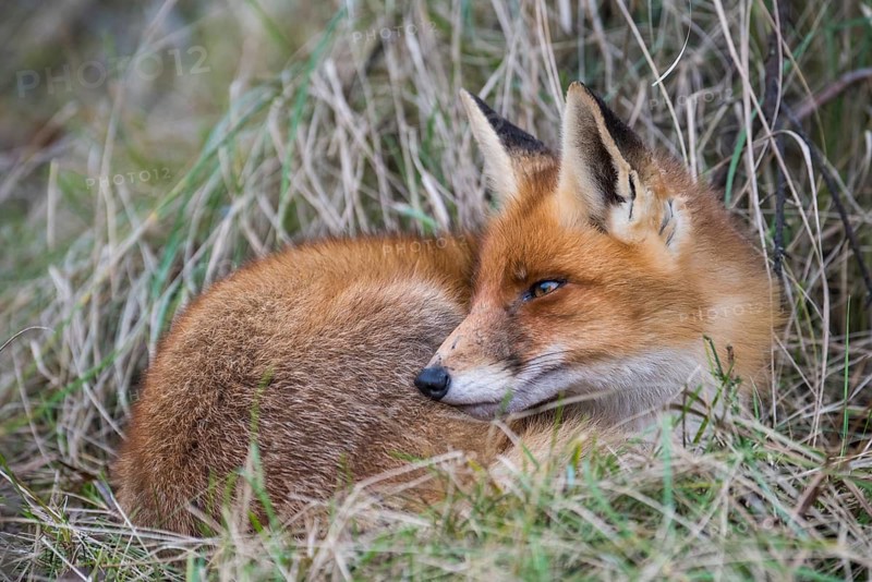 Red Fox (Vulpes vulpes) adult resting in grassland, Netherlands