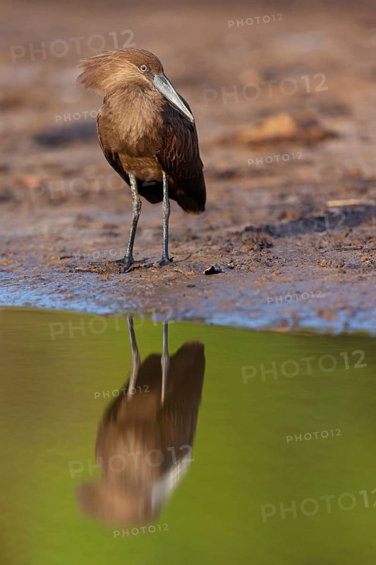 Hammerhead, Hammerhead, Hamerkop, (Scopus umbretta), Ombrette africaine, Avemartillo, Shadebird, Waterbird, Marakissa River Camp / Canoe tri, Marakissa, South Bank, Gambia