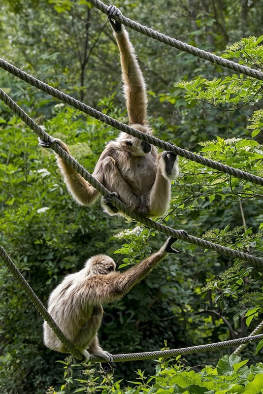Two lar gibbons, white-handed gibbon (Hylobates lar) sitting on ropes in zoo, animal park, native to Indonesia, Laos, Malaysia, Myanmar and Thailand