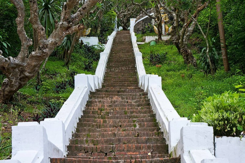 Frangipani trees (Plumeria rubra), the national flower of Laos, by the stone steps leading up to Mount Phousi, Luang Prabang's local mountain on the Mekong, Luang Prabang, Laos