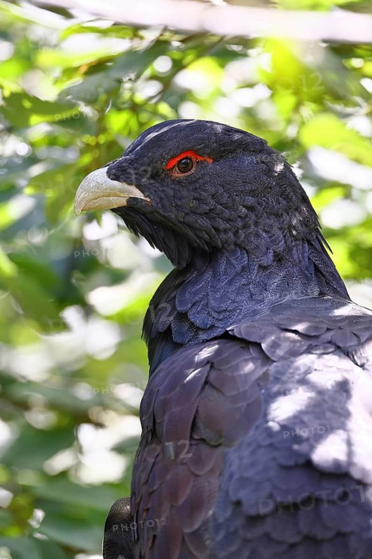 Detailed close-up... Capercaillie (Tetrao urogallus, head portrait, probably one of the most beautiful and distinctive native, generally known wild birds, chicken birds, Bavaria, Germany, Western Europe