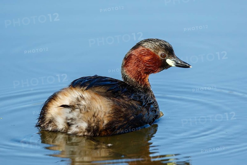Little Grebe (Tachybaptus ruficollis), Lesvos, Greece