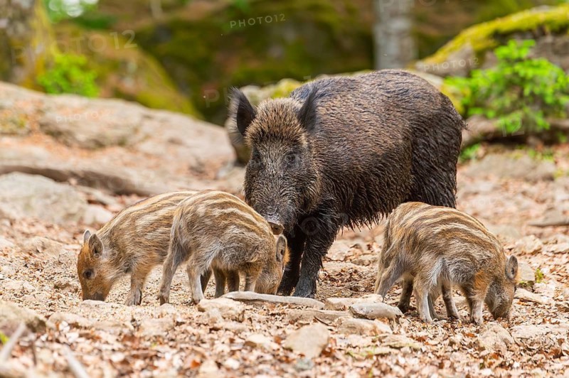 Wild boar (Sus scrofa) mother with her piglets (Squeaker) in a forest, Bavaria, Germany