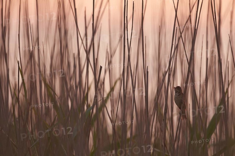 Eurasian Reed Warbler (Acrocephalus scirpaceus) singing in reedbed, Schleswig-Holstein, Germany