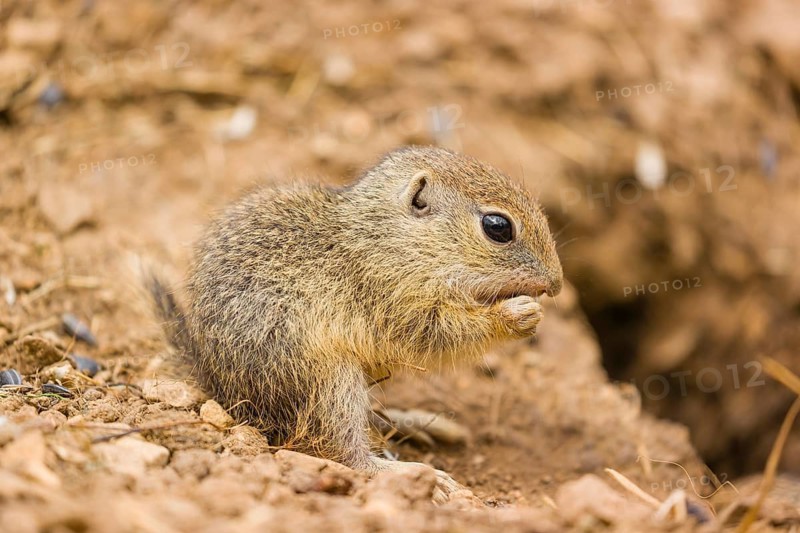 A young European ground squirrel (Spermophilus citellus) or European souslik eats sunflower seed in front of its burrow