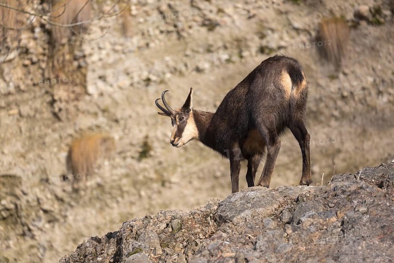One chamois (Rupicapra rupicapra) standing on rocks, with rocks in the background