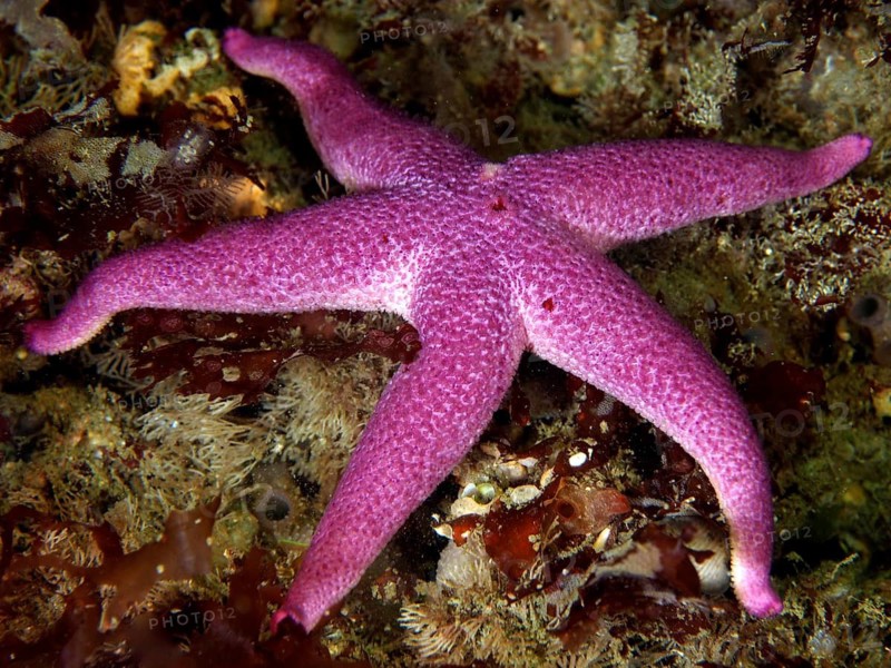 Dotted blood star (Henricia oculata)
