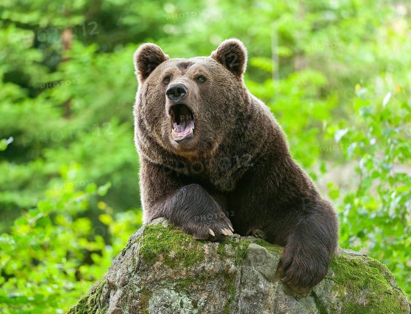 Brown bear (Ursus arctos) lying on a moss-covered rock and yawning, teeth visible, captive, Bavarian Forest National Park, Bavaria, Germany, Germany