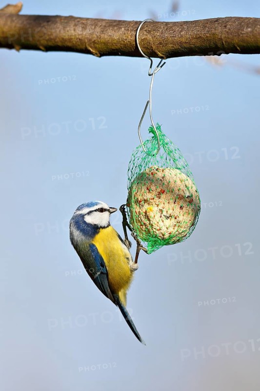 Blue tit (Cyanistes caeruleus, syn.: Parus caeruleus) hanging on a tit dumpling, winter feeding of songbirds, Middle Elbe Biosphere Reserve, Dessau-Roßlau, Saxony-Anhalt, Germany