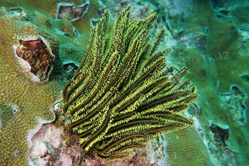 Bushy feather star, the variable feather star (Comaster schlegelii), perched on a coral structure in a colourful underwater landscape, Toyapakeh dive site, Nusa Ceningan, Nusa Penida, Bali, Indonesia