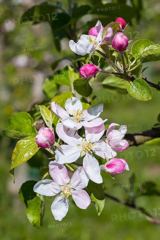 Blossom of an apple tree (malus) in white and pink, Saxony, Germany