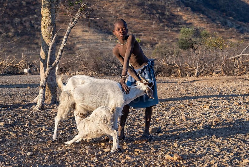 Himba boy holding goat, goat suckling young animal, Kaokoveld, Kunene, Namibia