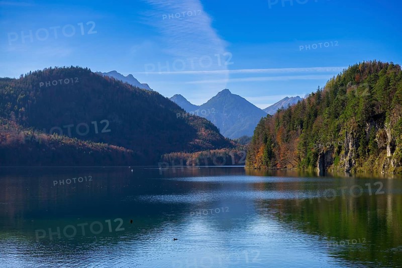 Idyllic mountain lake with clear reflection of the green slopes under a blue sky, Schwansee, copper beech (Fagus sylvatica) Schwangau, Ostallgäu, Allgäu, Swabia, Bavaria, Germany