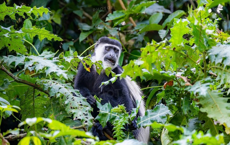 West African guereza or mantelaffe (Colobus guereza occidentalis) in dense vegetation, Bigodi, Western Region, Uganda