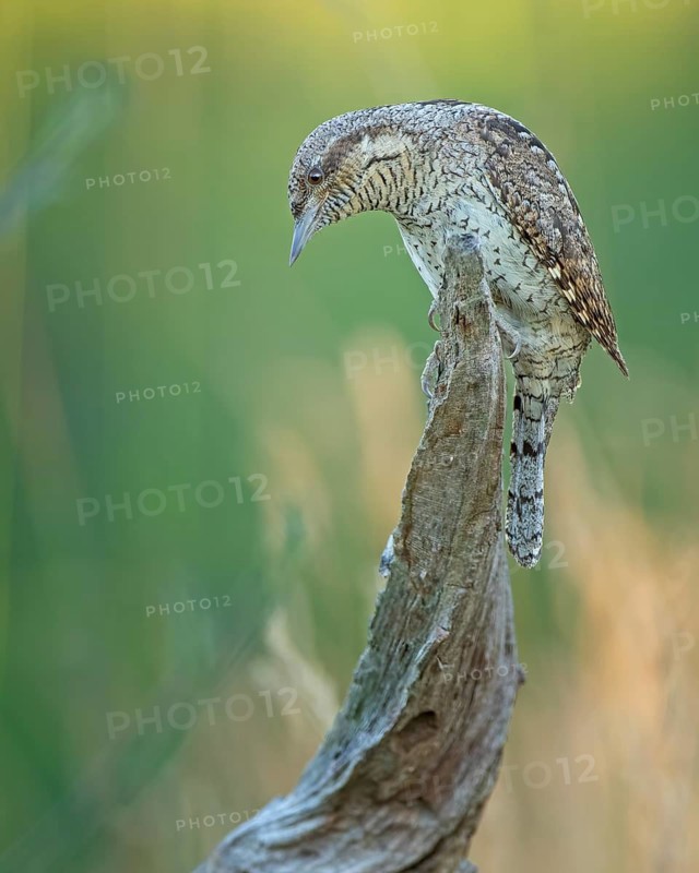 Eurasian Wryneck (Jynx torquilla), Saxony-Anhalt, Germany