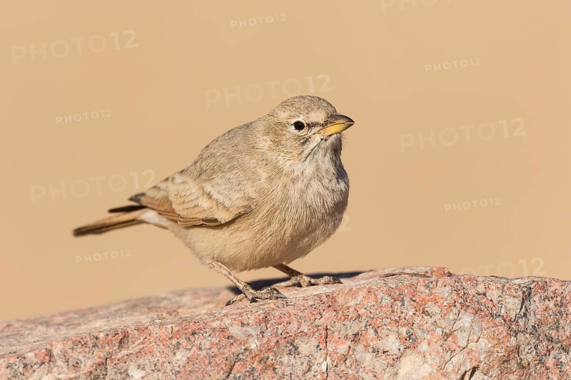Desert Lark (Ammomanes deserti), Eilat, Israel