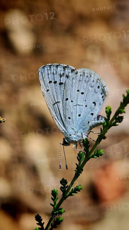Close-up of a blue butterfly, the Celastrina arigiolus, against a brown bokeh background, Frankenwald nature park Park, Upper Franconia