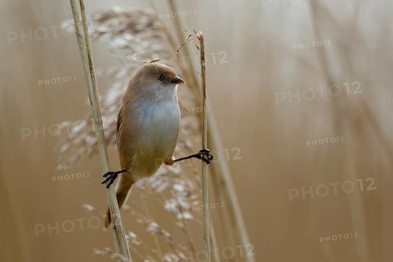 Bearded Reedling (Panurus biarmicus) female, Netherlands