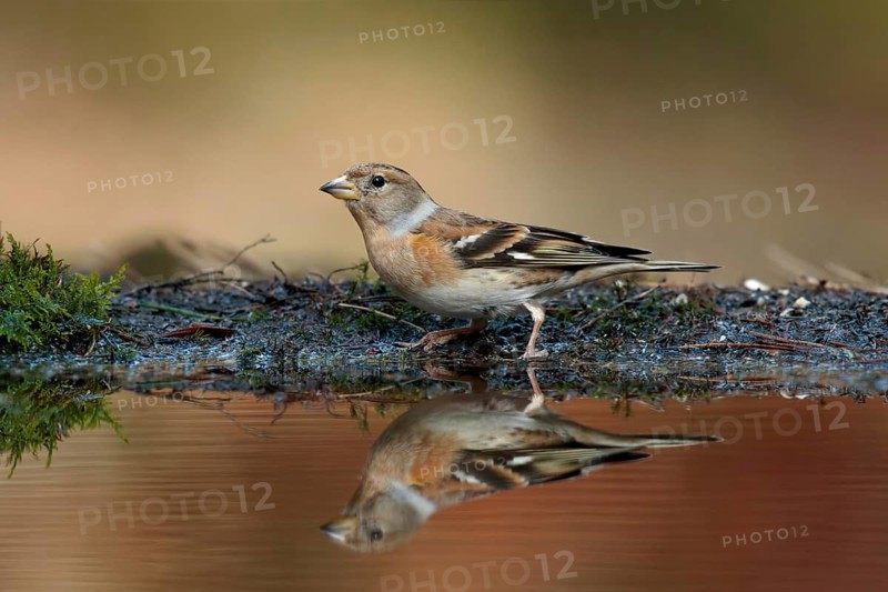 Keep, Brambling, Fringilla montifringilla