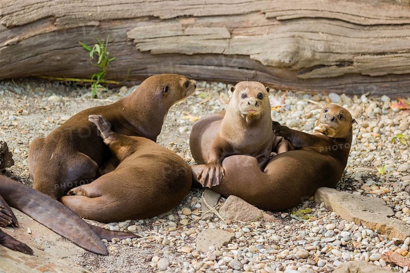 A family of giant otter or giant river otter (Pteronura brasiliensis) rest on a river bank