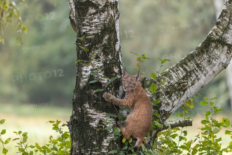 One young Eurasian lynx, (Lynx lynx), climbing up a birch tree, a forest in the background