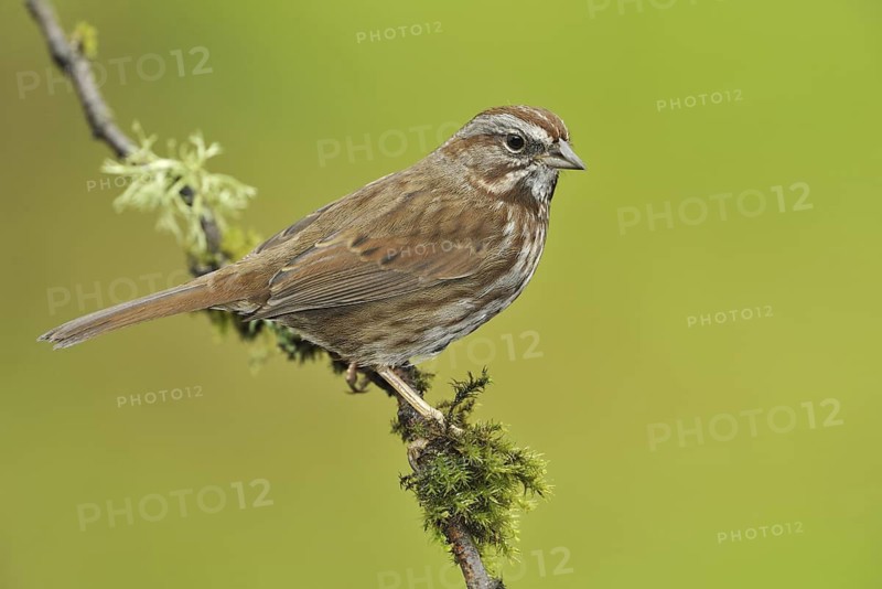 Song Sparrow (Melospiza melodia), British Columbia, Canada
