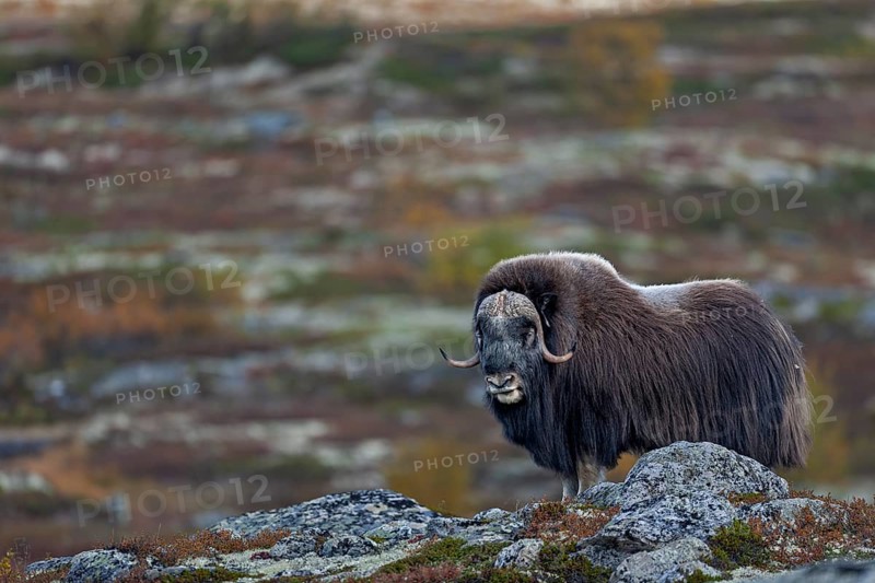 Musk ox bull (Ovibos moschatus) in autumnal tundra, autumn, Ruska, autumn colours, tundra landscape, Norway