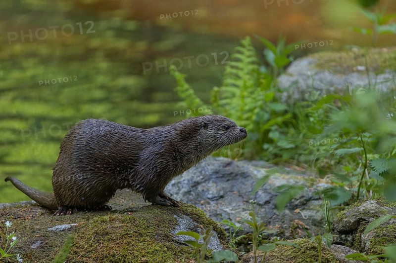 One Eurasian otter (Lutra lutra), walking over a mossy rock. Green water reflections in the background
