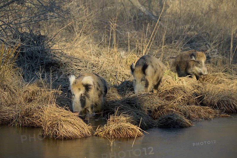 Wild boar (Sus scrofa), crossbreed, domestic pig (Sus scrofa domesticus), riparian forest, ice, Lower Austria