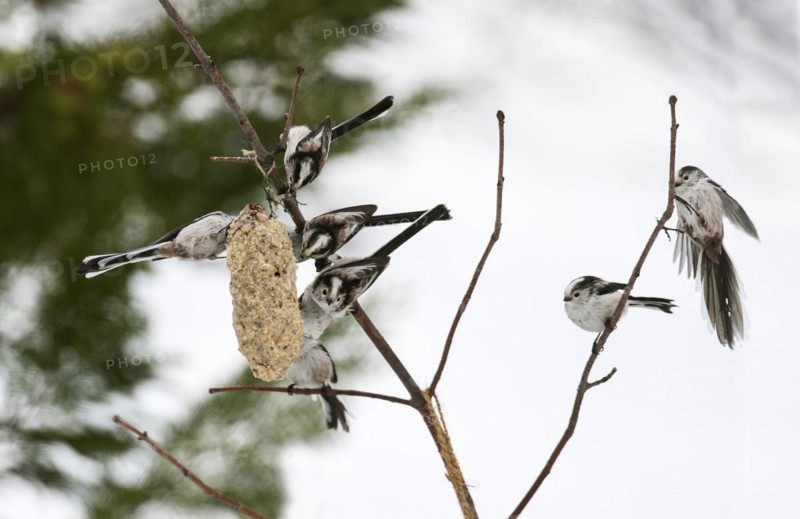 Flock of long-tailed tits (Aegithalos caudatus) at a food cone in winter, Valais, Switzerland