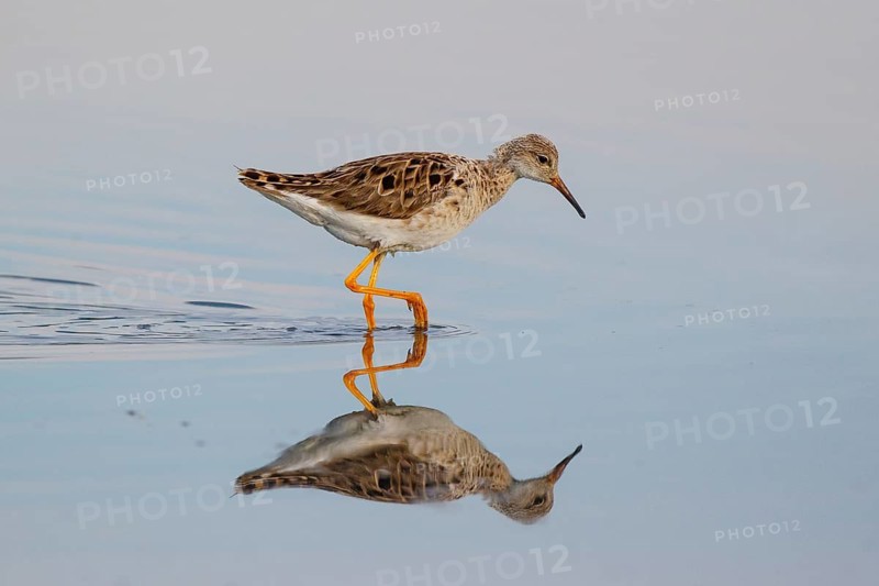Ruff (Calidris pugnax), Greece