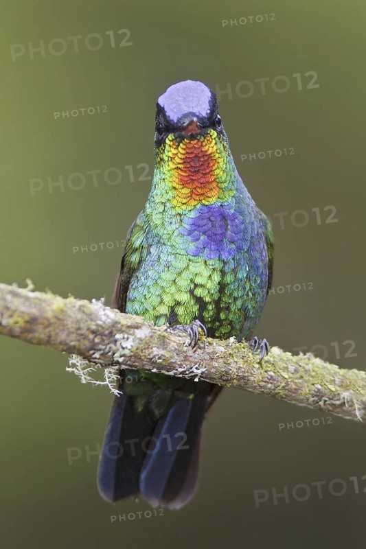 Fiery-throated Hummingbird (Panterpe insignis), Costa Rica