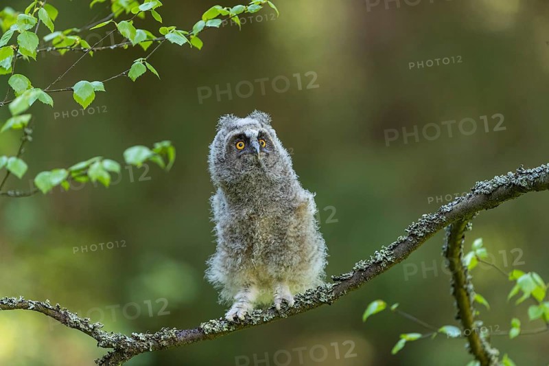 One young long-eared owl (Asio otus), sitting on a branch of a tree. Green vegetation in the background