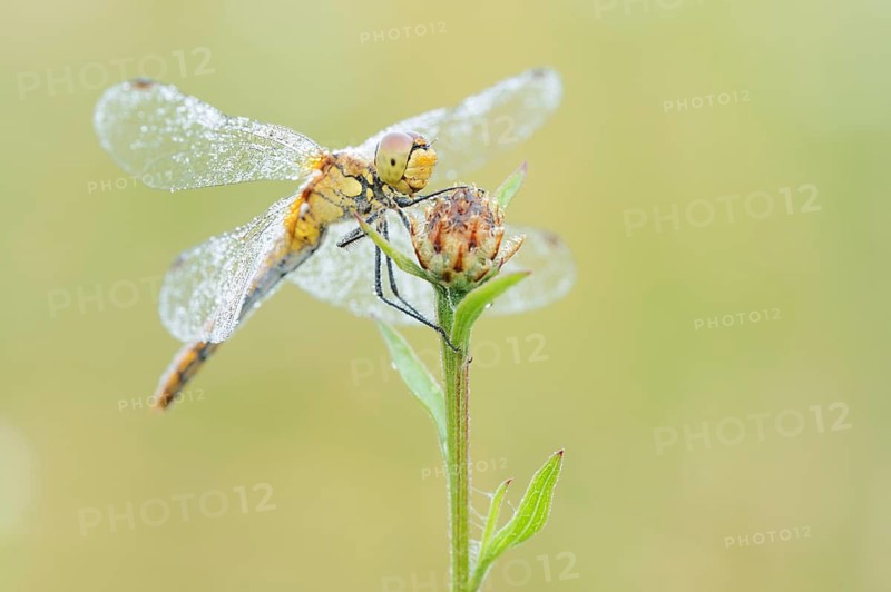 Ruddy Darter (Sympetrum sanguineum), female with a dewdrop, North Rhine-Westphalia, Germany