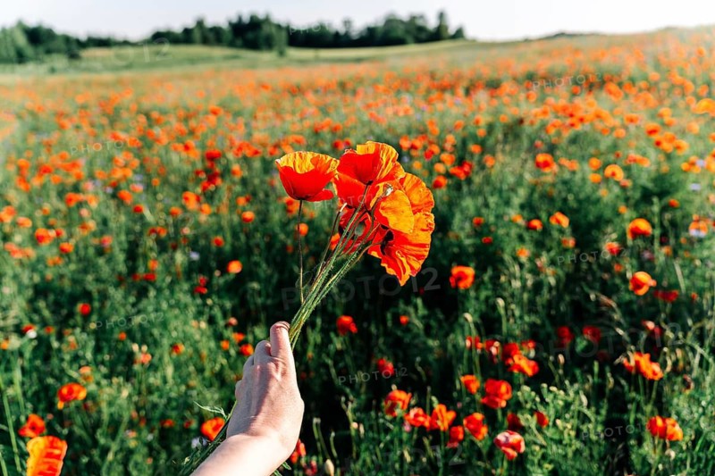 A woman hand holding a bunch of bright red poppies (Papaver rhoeas) among a poppy field in early summer in sunlight