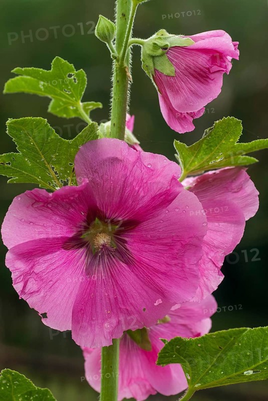 Alcea rosea, althaea rosea, marshmallow, malvaceae, mallow, hollyhock, flora, high size, vertical format, plants