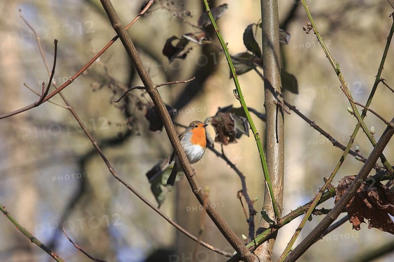 Robin (Erithacus rubecula) sitting on a branch, North Rhine-Westphalia, Germany