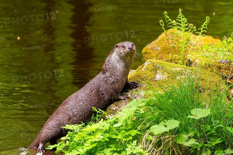 Eurasian otter (Lutra lutra) on the edge of a little lake in a forest, Bavaria, Germany