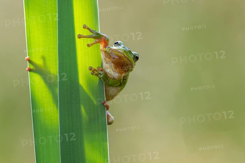 European tree frog (Hyla arborea), Zandvort, Netherlands