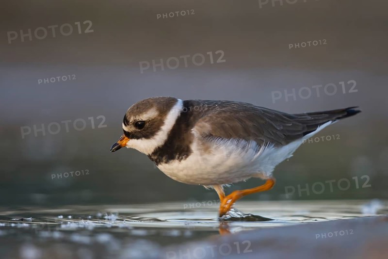 Common Ringed Plover (Charadrius hiaticula) foraging, North Rhine-Westphalia, Germany