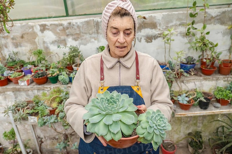 Older woman wearing a pink knit headband holds out a large echeveria succulent with multiple rosettes toward the camera inside her home greenhouse, with shelves of plants behind her