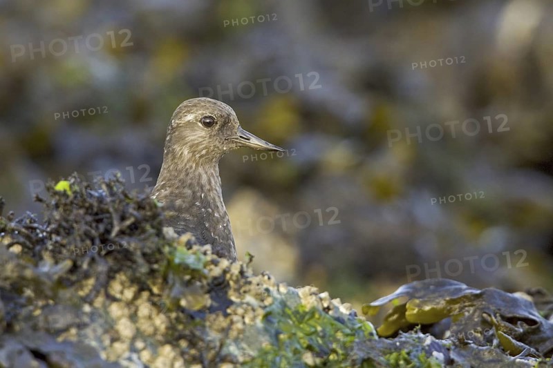 Black Turnstone (Arenaria melanocephala), British Columbia, Canada